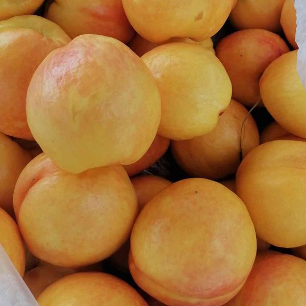 Zhongyou Jinshuai Nectarine (中油金帅桃) - Image 2