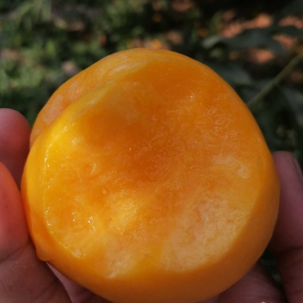 Zhongyou Jinshuai Nectarine (中油金帅桃) - Image 3
