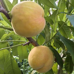 Zhongyou Jinyu Nectarine (中油金玉桃)