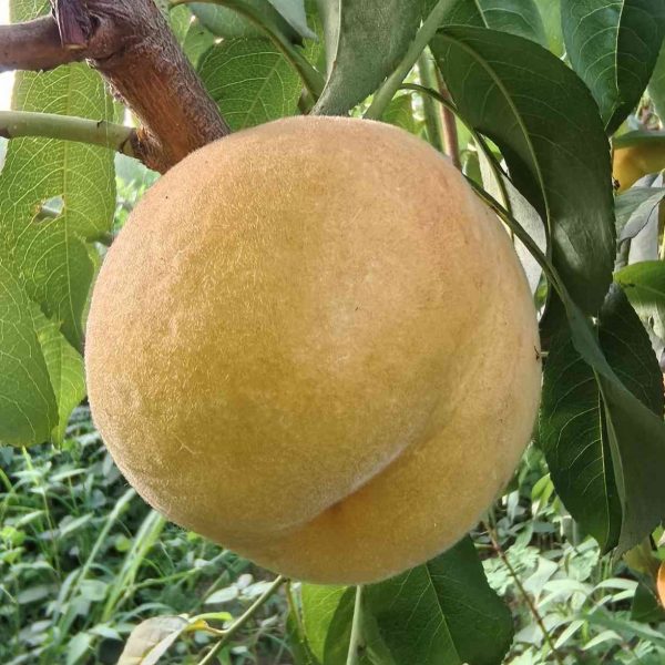 Zhongyou Jinyu Nectarine (中油金玉桃) - Image 2
