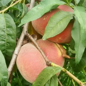 Zhongpan No. 102 Flat Peach (中蟠102号蟠桃)