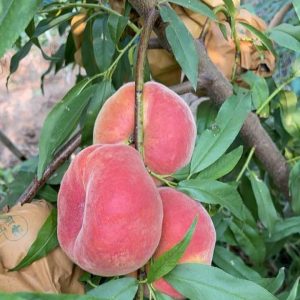 Zhongpan No. 102 Flat Peach (中蟠102号蟠桃)
