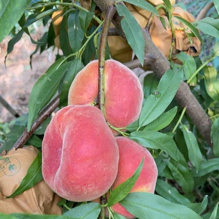 Zhongpan No. 102 Flat Peach (中蟠102号蟠桃)