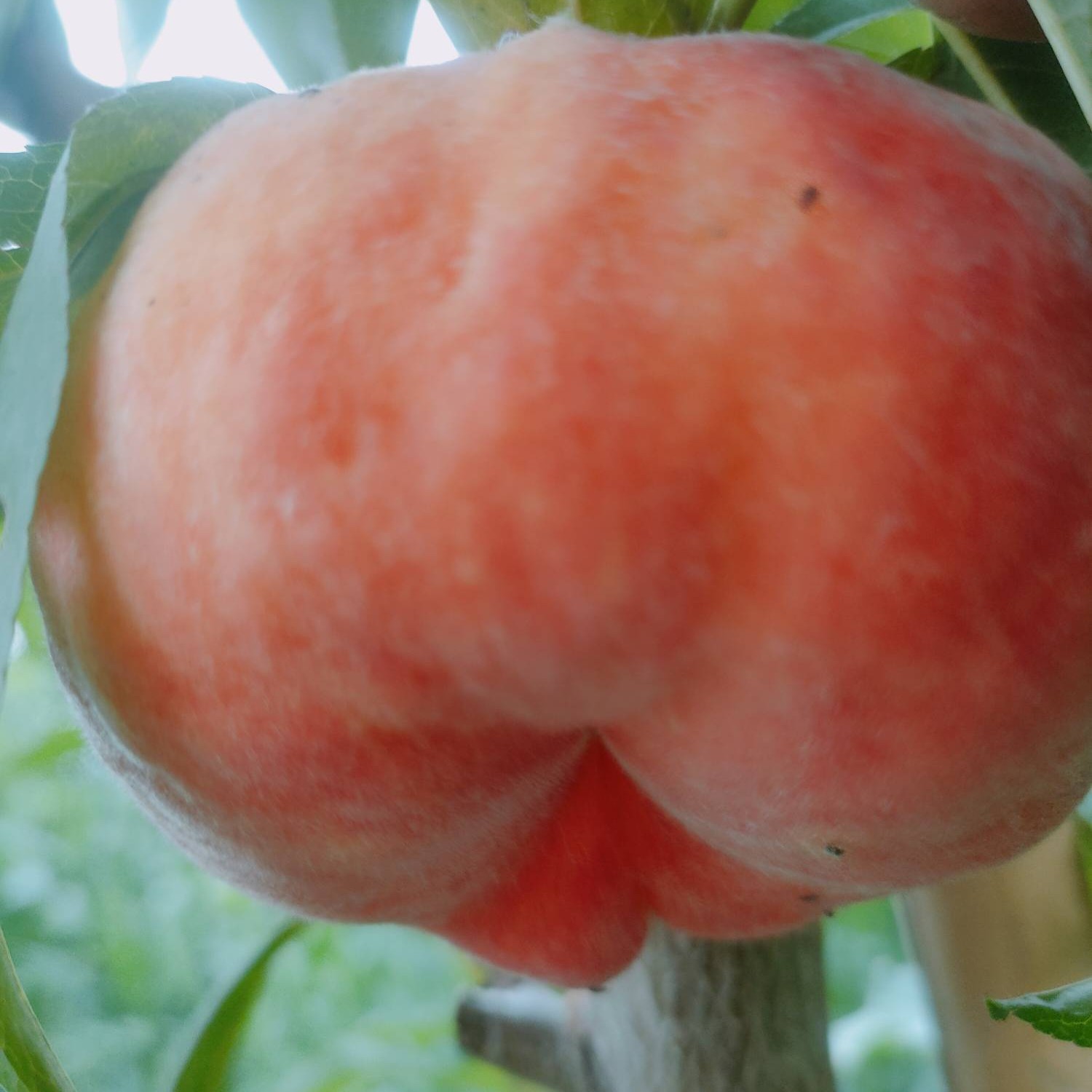 Zhongpan No. 102 Flat Peach (中蟠102号蟠桃) - Image 4