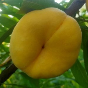 Zhongpan No. 104 Flat Peach (中蟠104号蟠桃)