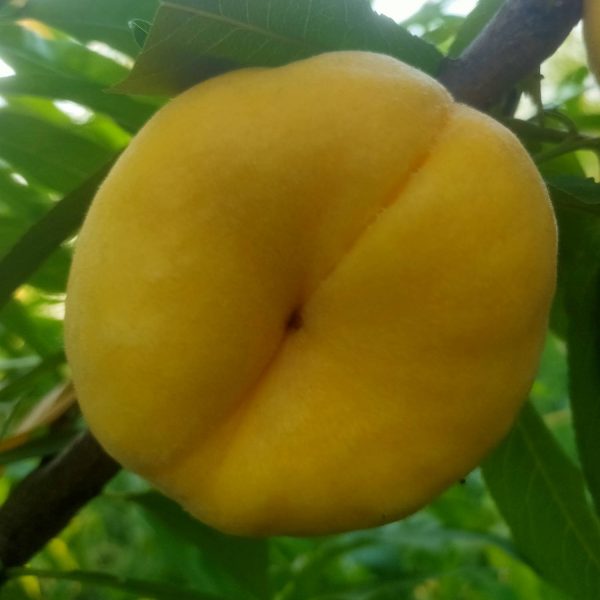 Zhongpan No. 104 Flat Peach (中蟠104号蟠桃)