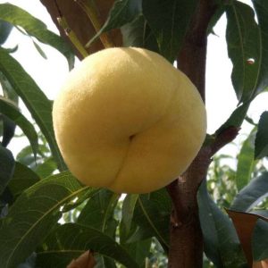 Zhongpan No. 13 Flat Peach (中蟠13号蟠桃)