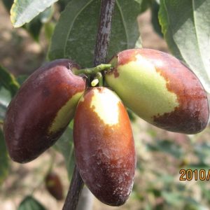 Milk Crisp Honey Jujube (乳脆蜜枣)