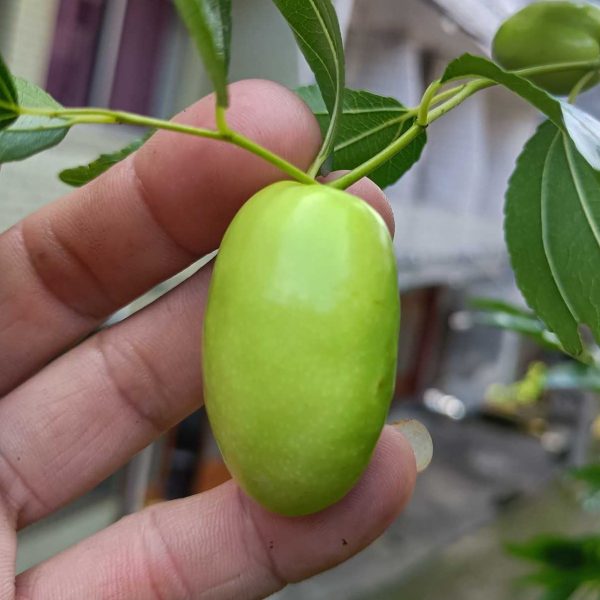 Milk Crisp Honey Jujube (乳脆蜜枣) - Image 2