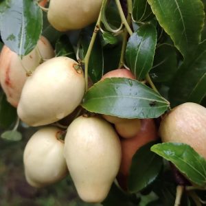 Milk Crisp Honey Jujube Tree (乳脆蜜枣)