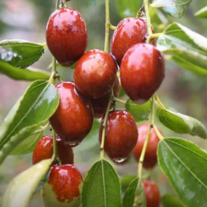 Jingzao 39 Jujube (京枣39枣)
