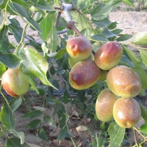 Jingzao 60 Jujube (京枣60枣)
