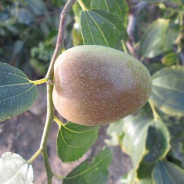 Jingzao 60 Jujube (京枣60枣) - Image 2