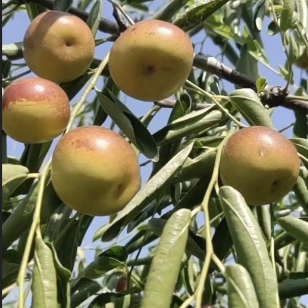 Zhandong Jujube No. 1 (沾化冬枣1代) - Image 2