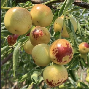 Zhandong Jujube No. 1 (沾化冬枣1代)