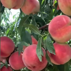 Beijing No.18 Peach (北京18号桃)