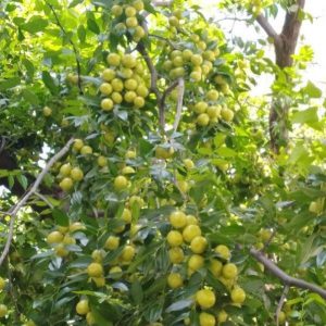 Yuanling Jujube (圆铃枣)