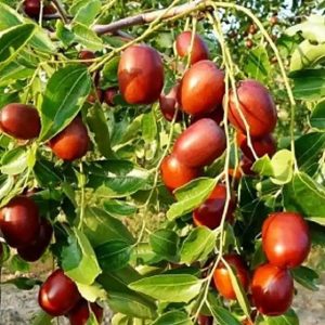 Gong Jujube (宫枣)