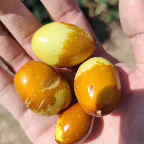 Gong Jujube (宫枣) - Image 2