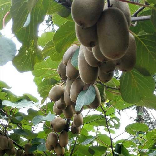 Jian Xiang Kiwi (建香猕猴桃)