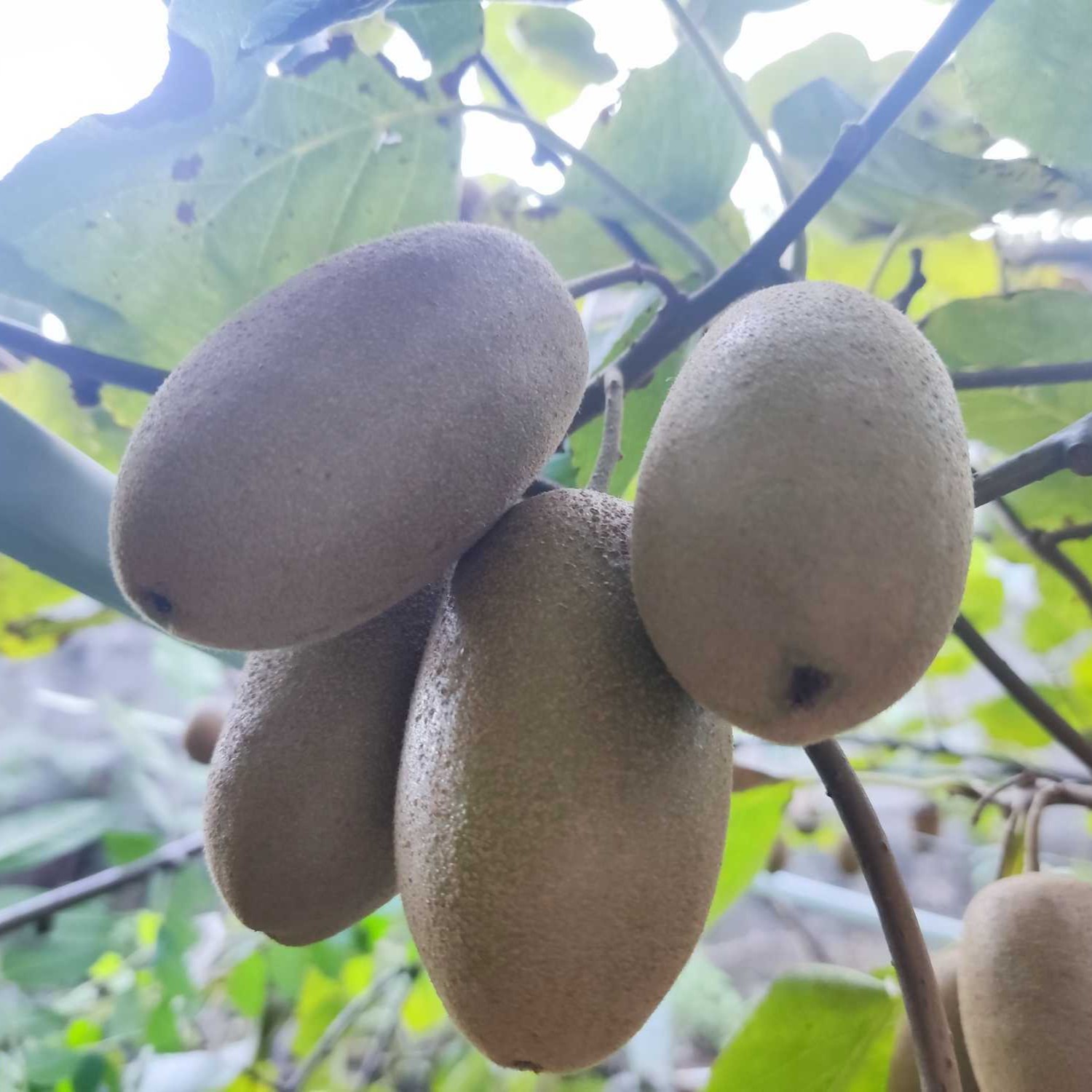 Jian Xiang Kiwi (建香猕猴桃) - Image 2