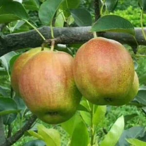 Xinli No. 7 Pear (新梨7号梨)