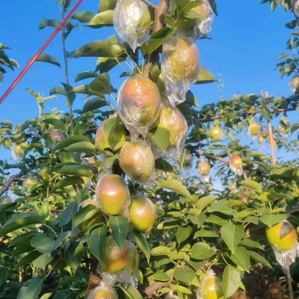 Xinli No. 7 Pear (新梨7号梨) - Image 2
