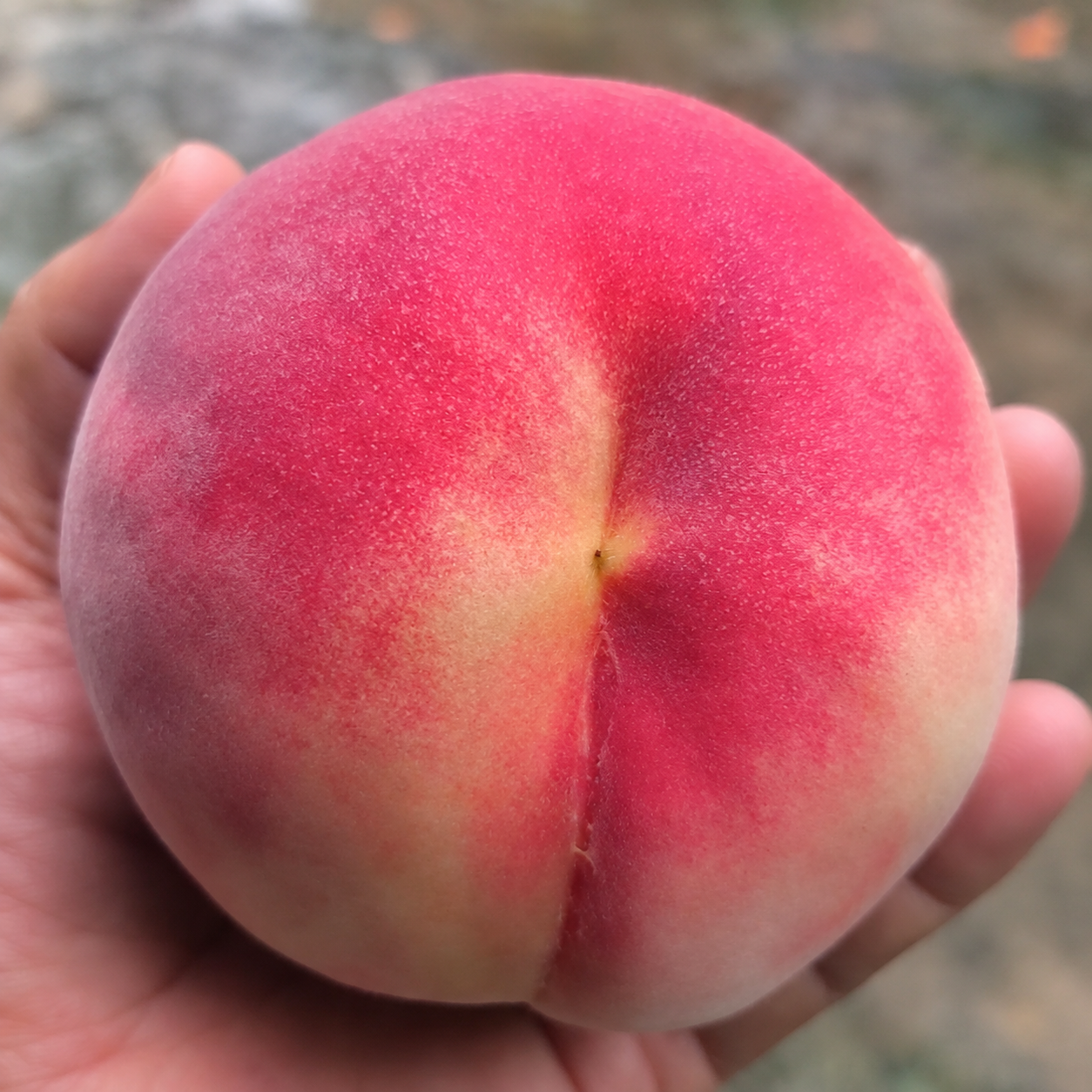 Japanese T014 White Peach Tree (日本高糖T014白桃)