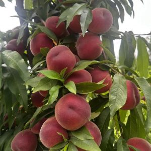 Early-Wake No.1 Peach (早醒1号桃)