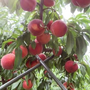 Early-Wake No.4 Peach (早醒4号桃)