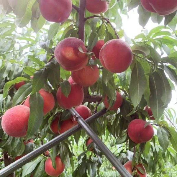 Early-Wake No.4 Peach (早醒4号桃)