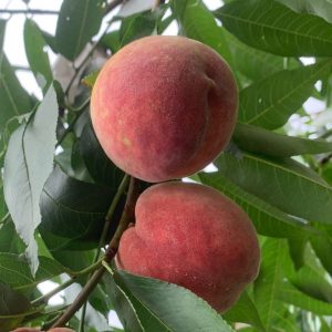 Chunyu Blood Peach (春雨血桃)