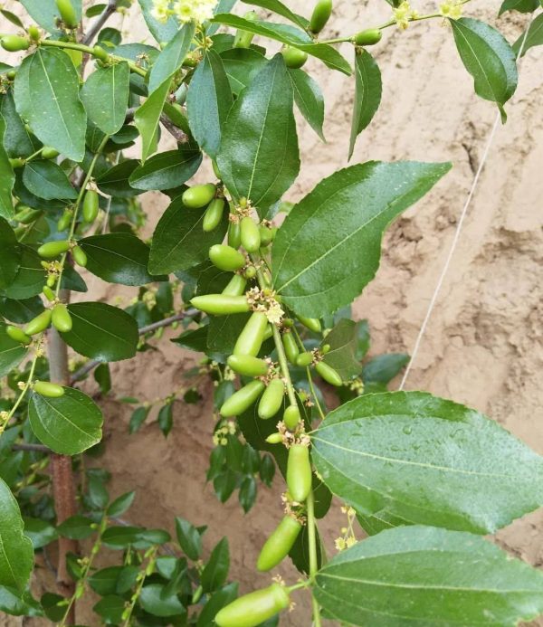 Moonlight Jujube (月光枣) - Image 2