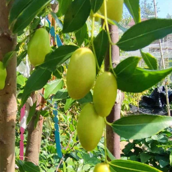 Moonlight Jujube (月光枣) - Image 3
