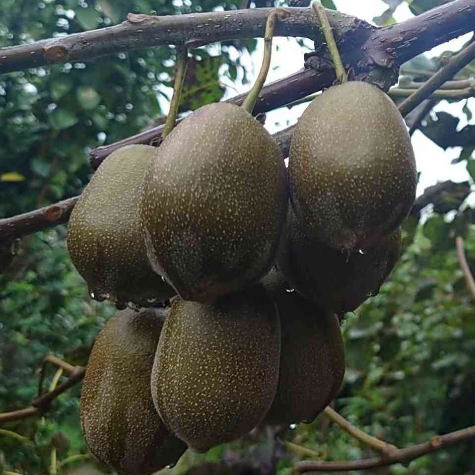 Shui Jin Kiwi (水金猕猴桃)