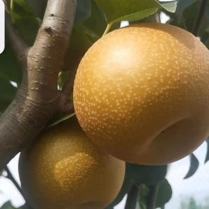 Hujing No.18 Pear (沪晶18号梨)