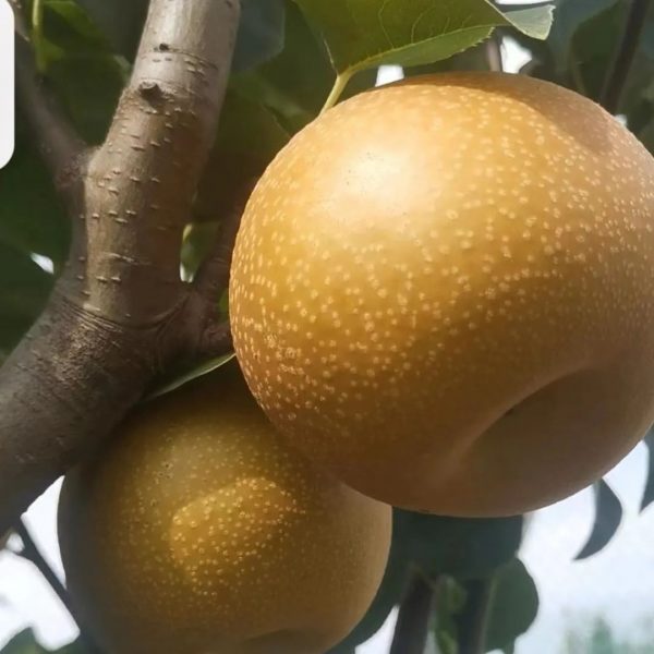 Hujing No.18 Pear (沪晶18号梨)
