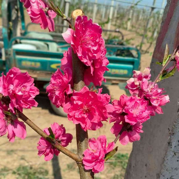 Mantianhong Dual-Purpose Peach (Flower and Fruit) (满天红花果两用桃) - Image 3