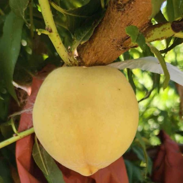 Mantianhong Dual-Purpose Peach (Flower and Fruit) (满天红花果两用桃) - Image 4