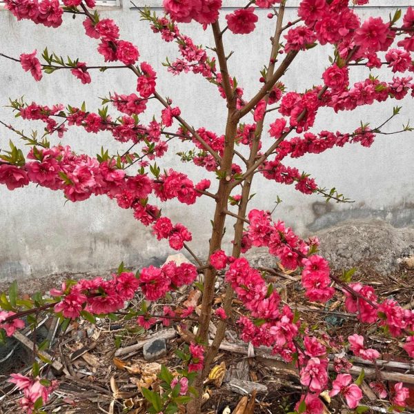 Mantianhong Dual-Purpose Peach (Flower and Fruit) (满天红花果两用桃) - Image 2