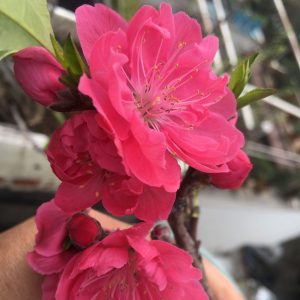 Mantianhong Dual-Purpose Peach (Flower and Fruit) (满天红花果两用桃)