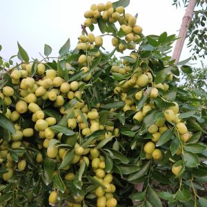 Milk Jujube (牛奶枣)