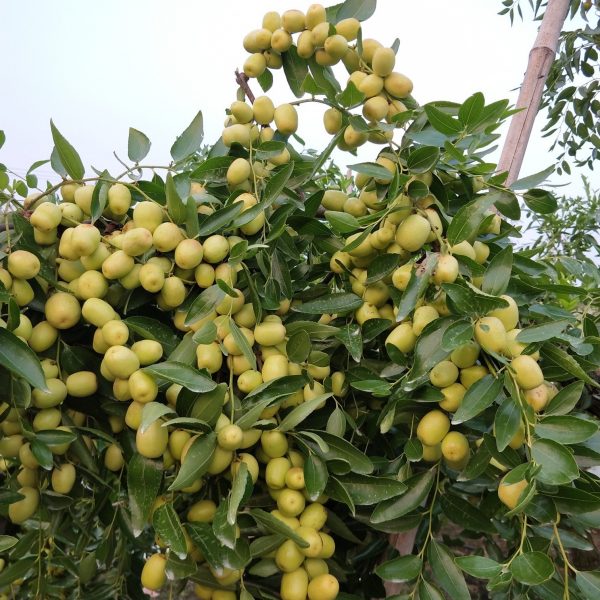 Milk Jujube (牛奶枣)