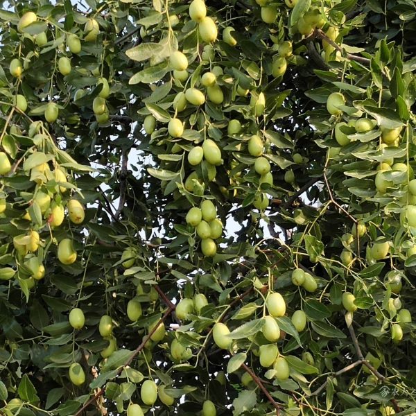 Milk Jujube (牛奶枣) - Image 2