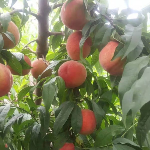Yufei White Peach (玉妃白桃) - Image 2
