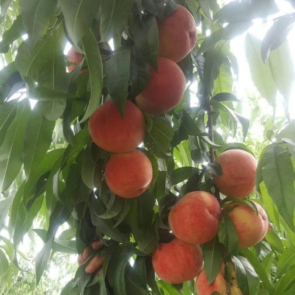 Yufei White Peach (玉妃白桃)