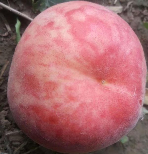 Yufei White Peach (玉妃白桃) - Image 5