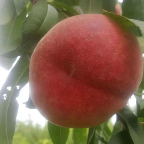 Yufei White Peach (玉妃白桃) - Image 6
