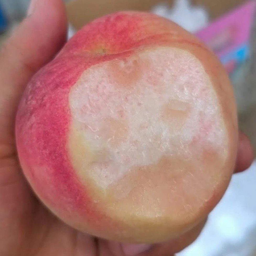 Yufei White Peach Tree (玉妃/蒙阴8号/红夏白桃) - Image 3