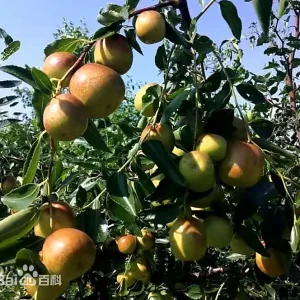Yulingdang Jujube (玉铃铛枣)